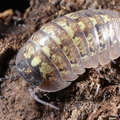 Armadillidium vollombrosae