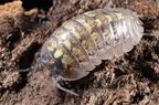 Armadillidium vollombrosae