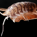 Cyllistus convexus "Ukraine pied"