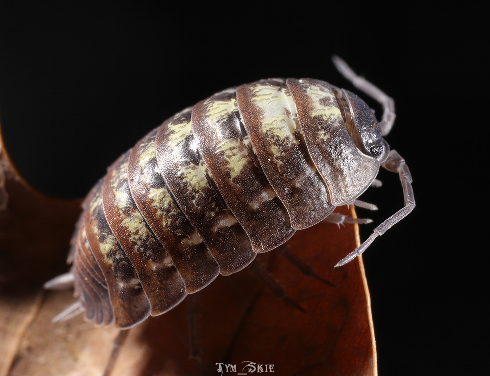 Isopods