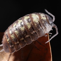 Porcellio pumicatus