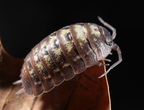 Porcellio pumicatus
