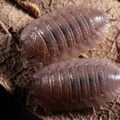 Trachelipus cf arcuatus