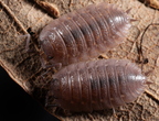 Trachelipus cf arcuatus