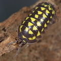 Armadillidium gestroi "Giant"