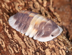 Cubaris sp "Cappuccino"