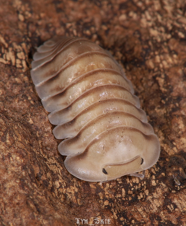 Isopods