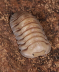 Cubaris sp "Caramel"