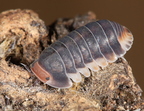 Cubaris sp "Pak Chong"