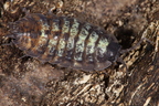 Porcellio pumicatus