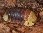Cubaris sp "Rubber Ducky"