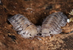 Cubaris sp "Silver Tiger"