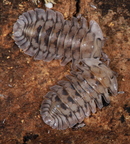 Cubaris sp "Silver Tiger"