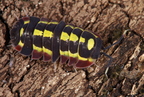 Meerulanella sp "Diablo"