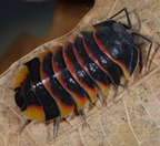 Merulanella sp "Ember Bee"