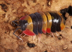 Merulanella tricolor