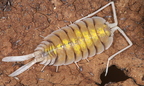 Porcellio boliviari "Ghost"