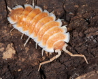 Porcellio hoffmannsegii "Albino"