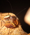 Hestiasula major