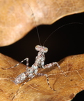 Liturgusa fossetti