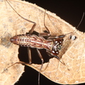 Metallyticus splendidus