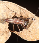 Metallyticus splendidus
