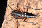 Metallyticus violaceus