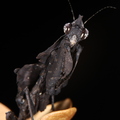 Parablepharis kuhli