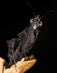 Parablepharis kuhli