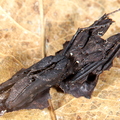 Parablepharis kuhli