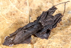 Parablepharis kuhli
