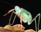 Rhombodera kirbyi