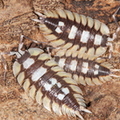 Porcellio expansus "Orange"