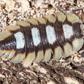 Porcellio expansus "Tortosa"