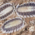 Porcellio werneri "Silverback"
