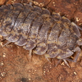 Trachelipus sp Gagry