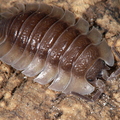 Trachelipus trilobatus