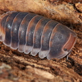 Cubaris sp "Pak Chong"