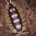 Porcellio expansus "Orange"