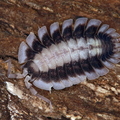 Porcellio werneri "Silverback"