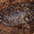 Trachelipus sp "Gagry"