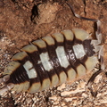 Porcellio expansus "Tortosa"