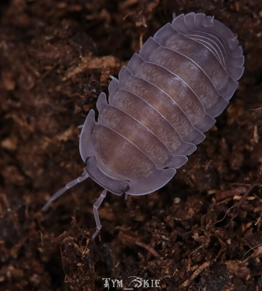 c_sp_grey_1.jpg