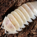 Armadillidium granulatum "Pearl"