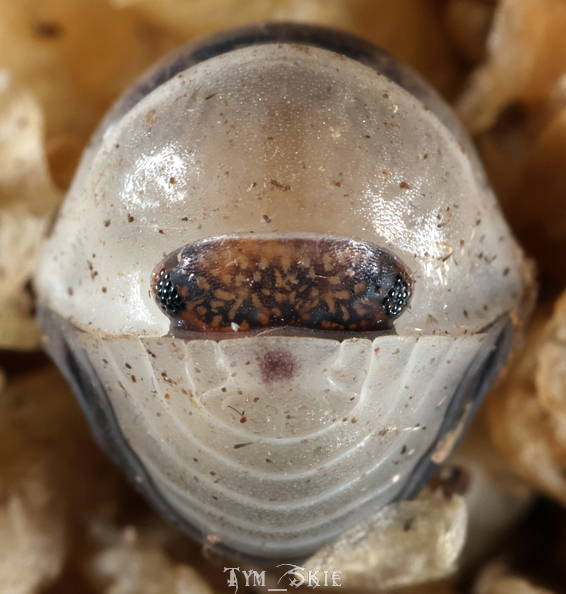 c_sp_castleblack_5.jpg