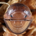 Cubaris sp "R13"