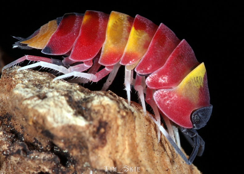 m_sp_scarlet_4.jpg