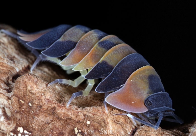 m_sp_yellowphoenix_3.jpg