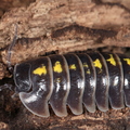 Armadillidium germanicum