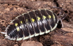 Porcellio flavomarginatus "Yellow"